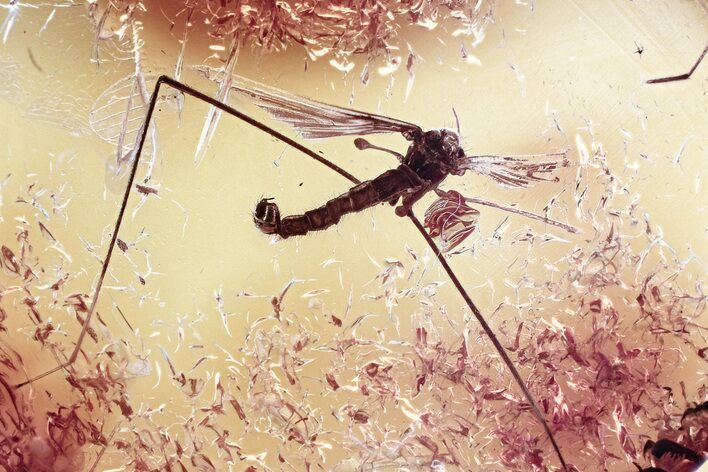 Fossil Crane Fly (Limoniidae) In Baltic Amber #352831